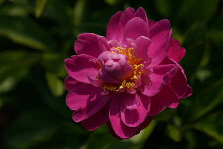 Light Pink Flower of Japanese Peony in Full Bloomの写真素材