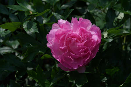 Light Pink Flower of Japanese Peony in Full Bloomの写真素材