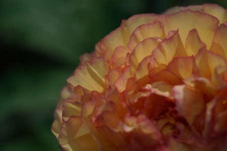 Light Cream Flower of Japanese Peony in Full Bloom