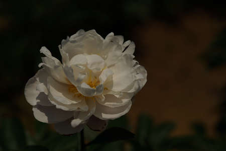 White Flower of Japanese Peony in Full Bloomの写真素材