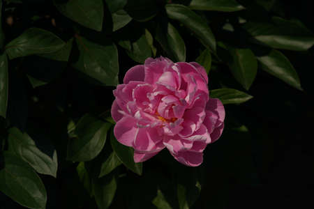 Light Pink Flower of Japanese Peony in Full Bloomの写真素材