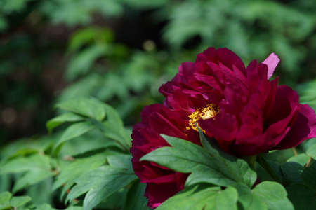 Purple Flower of Japanese Peony in Full Bloomの写真素材
