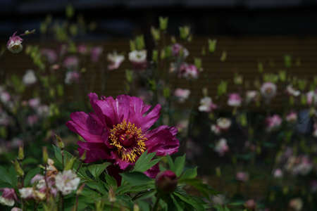 Light Pink Flower of Japanese Peony in Full Bloomの写真素材