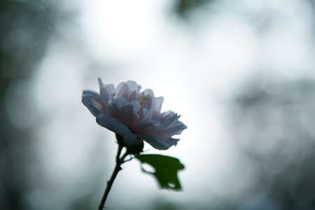 White Flower of Rose of Sharon in Full Bloomの写真素材