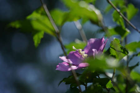 Light Pink Flower of Rose of Sharon in Full Bloomの写真素材