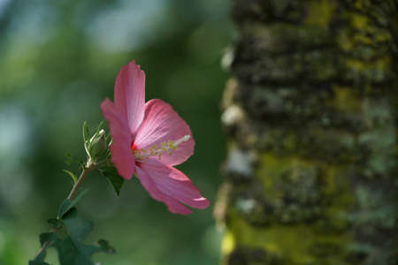 Light Pink Flower of Rose of Sharon in Full Bloomの写真素材