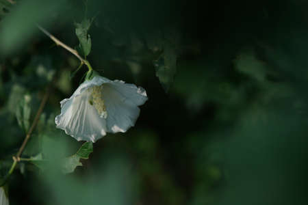 White Flower of Rose of Sharon in Full Bloomの写真素材