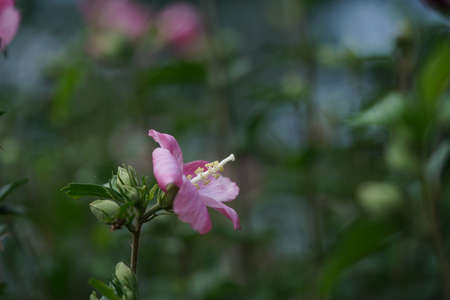 Light Pink Flower of Rose of Sharon in Full Bloomの写真素材