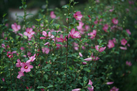 Light Pink Flower of Rose of Sharon in Full Bloomの写真素材