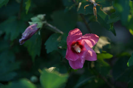Light Pink Flower of Rose of Sharon in Full Bloomの写真素材