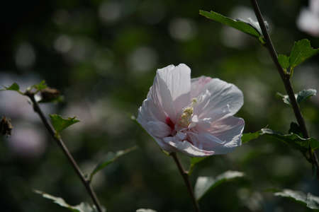 White Flower of Rose of Sharon in Full Bloomの写真素材
