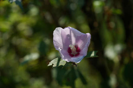 White Flower of Rose of Sharon in Full Bloomの写真素材