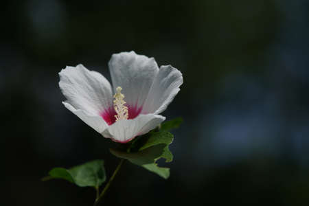 White Flower of Rose of Sharon in Full Bloomの写真素材