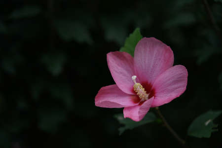 Light Pink Flower of Rose of Sharon in Full Bloomの写真素材