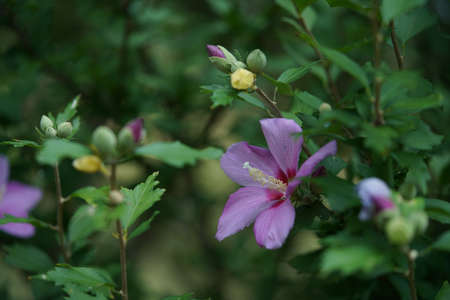 Light Pink Flower of Rose of Sharon in Full Bloomの写真素材