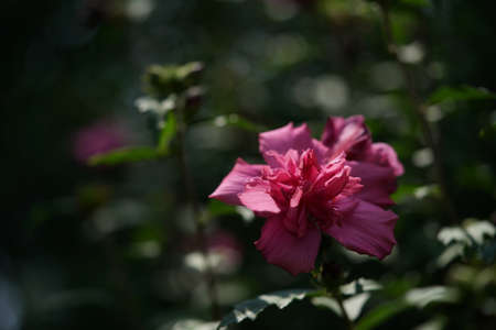 Double-petal, Light Pink Flower of Rose of Sharonの写真素材