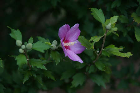 Light Pink Flower of Rose of Sharon in Full Bloomの写真素材