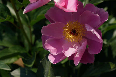 Light Pink Flower of Japanese Peony in Full Bloomの写真素材