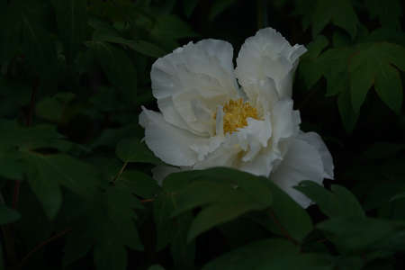 White Flower of Japanese Peony in Full Bloomの写真素材