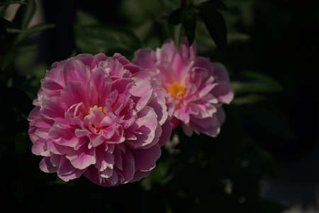 Light Pink Flower of Japanese Peony in Full Bloomの写真素材