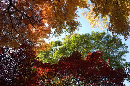 Beautiful Autumn Leaves in Japanese Gardenの写真素材