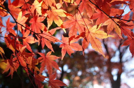 Red Autumn Leaves of Japanese Maple Tree