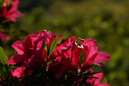 Red Flowers of Azalea in Full Bloomの写真素材
