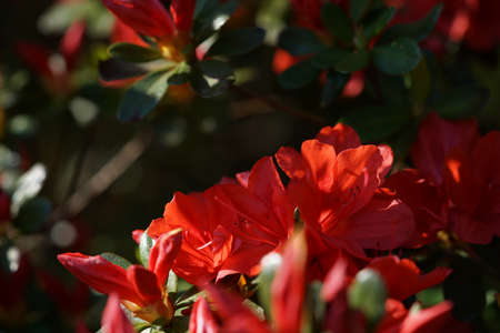 Red Flowers of Azalea in Full Bloomの写真素材