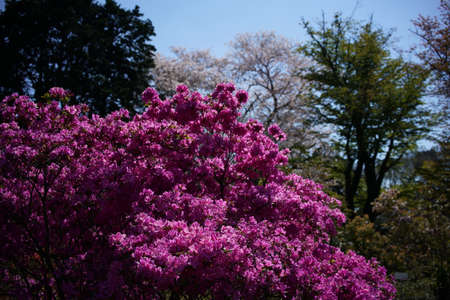 Pink Flowers of Azalea in Full Bloomの写真素材