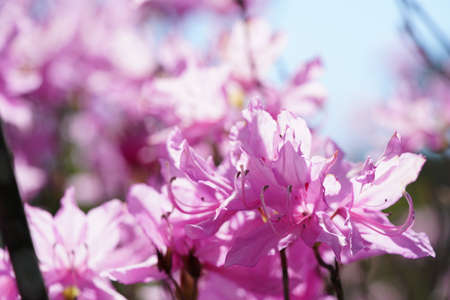 Pink Flowers of Azalea in Full Bloomの写真素材