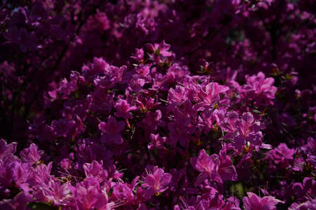 Pink Flowers of Azalea in Full Bloomの写真素材