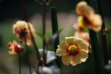 Yellow Flower of Dahlia in Full Bloomの写真素材
