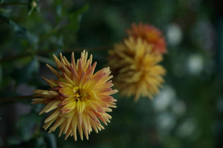 Yellow Flower of Dahlia in Full Bloomの写真素材