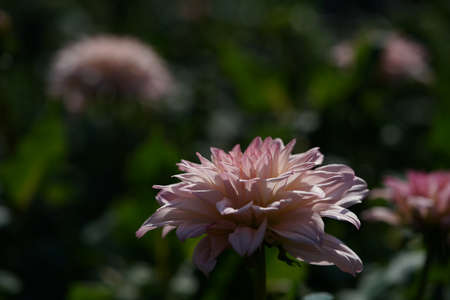 Faint Pink and Cream Flower of Dahliaの写真素材