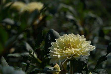 Light Cream Flower of Dahlia in Full Bloomの写真素材