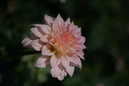 Faint Pink and Cream Flower of Dahliaの写真素材