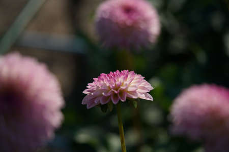 Faint Pink and Cream Flower of Dahliaの写真素材