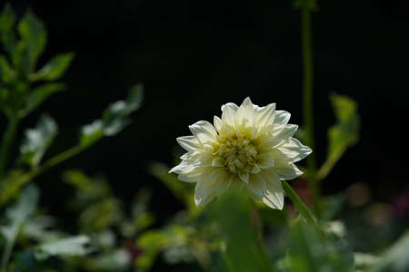 Light Cream Flower of Dahlia in Full Bloomの写真素材