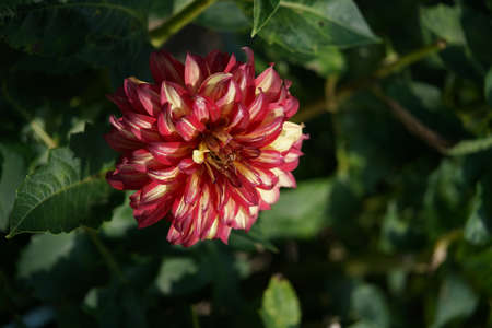 Light Orange and Yellow Flower of Dahlia in Full Bloomの写真素材