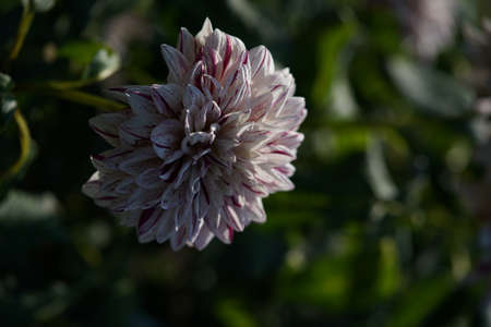 Streaked, White and Purple Flower of Dahlia in Full Bloomの写真素材