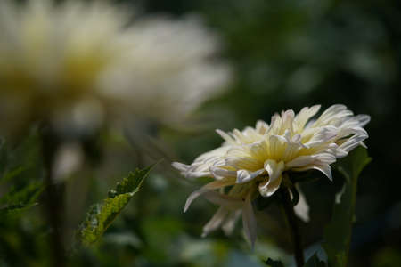 Light Cream Flower of Dahlia in Full Bloomの写真素材