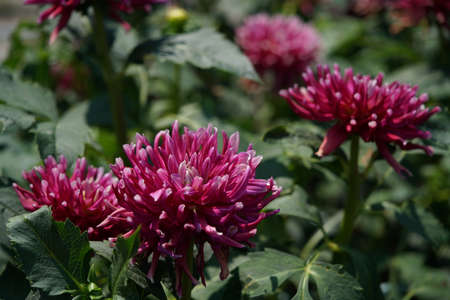 Light Purple Flower of Dahlia in Full Bloomの写真素材