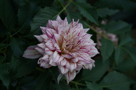 Streaked, White and Purple Flower of Dahlia in Full Bloomの写真素材
