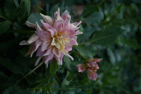 Faint Pink and Cream Flower of Dahliaの写真素材