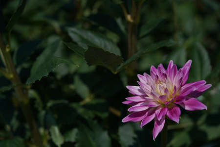 Faint Pink and Cream Flower of Dahliaの写真素材