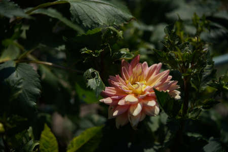 Faint Pink and Cream Flower of Dahliaの写真素材
