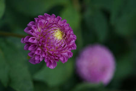 Faint Pink and Cream Flower of Dahlia