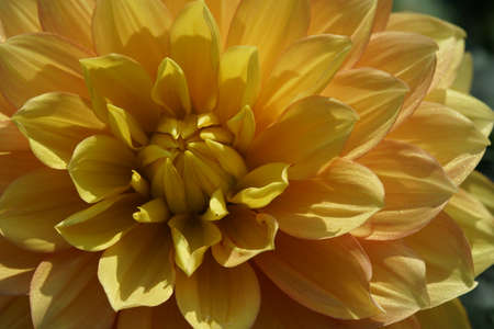 Yellow Flower of Dahlia in Full Bloomの写真素材