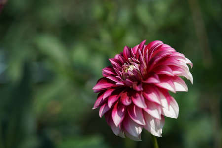 Faint Pink and Cream Flower of Dahliaの写真素材