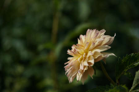 Light Cream Flower of Dahlia in Full Bloomの写真素材